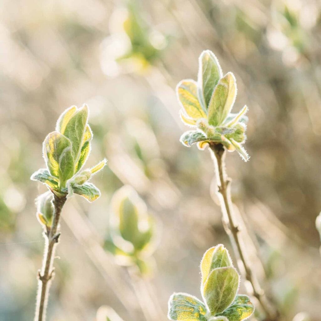 Episode 19: You Don’t Have to Be Fully Healed to Be a Healer: Releasing Perfectionism on the Healing Path Episode 19: You Don’t Have to Be Fully Healed to Be a Healer: Releasing Perfectionism on the Healing Path